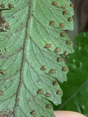 Microlepia marginata bipinnata