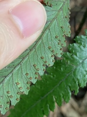 Microlepia marginata bipinnata