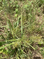 Cyperus refractus