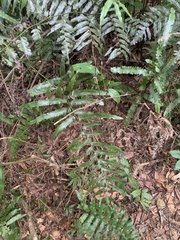 Microlepia marginata bipinnata