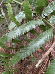 Microlepia marginata bipinnata