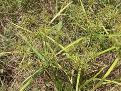 Cyperus refractus