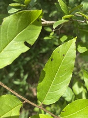 Rhamnus lanceolata