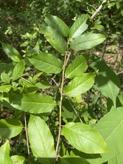 Rhamnus lanceolata