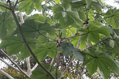 Cecropia longipes