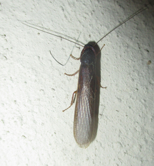 Cyrtotria
