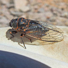 Okanagana occidentalis