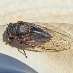 Okanagana occidentalis