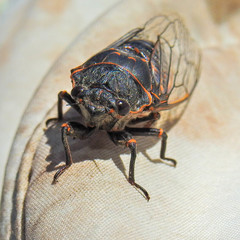 Okanagana occidentalis