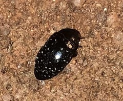 Chelonarium lecontei