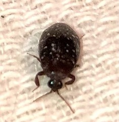 Chelonarium lecontei