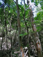 Calycophyllum candidissimum
