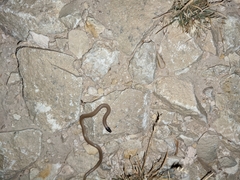 Tantilla
