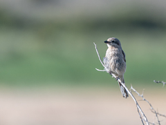 Lanius isabellinus