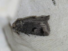 Thoracolopha