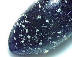 Chelonarium lecontei