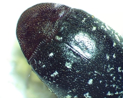 Chelonarium lecontei