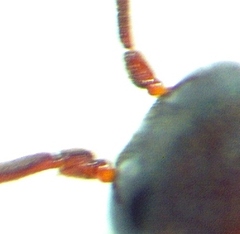 Chelonarium lecontei