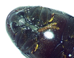 Chelonarium lecontei