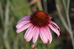 Echinacea angustifolia