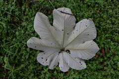 Cecropia longipes