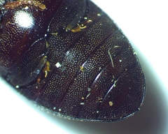 Chelonarium lecontei