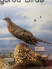 Ectopistes migratorius