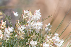 Vicia costata