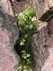 Mononeuria groenlandica