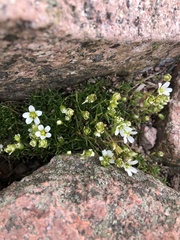 Mononeuria groenlandica