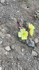 Oenothera xylocarpa