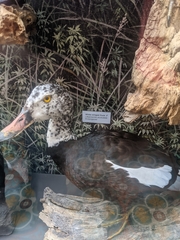 Asarcornis scutulata