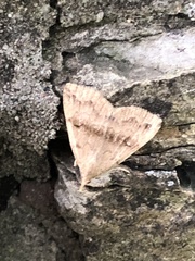 Phalaenostola eumelusalis