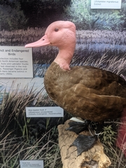 Rhodonessa caryophyllacea