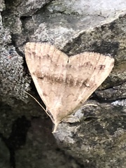 Phalaenostola eumelusalis