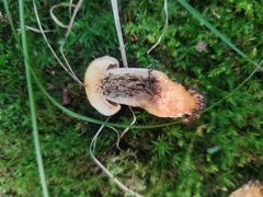 Retiboletus griseus