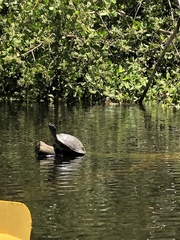 Trachemys stejnegeri