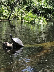 Trachemys stejnegeri