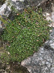 Diapensia lapponica