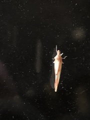 Otiocerus coquebertii