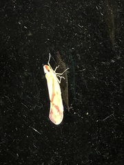 Otiocerus coquebertii