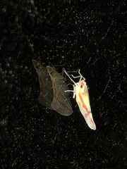 Otiocerus coquebertii