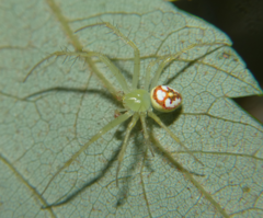 Araneus guttulatus