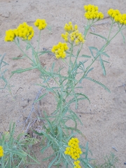 Achillea micrantha