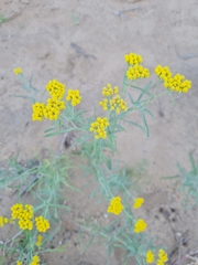 Achillea micrantha