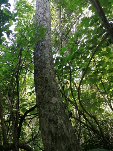 Licania arborea - Leaves