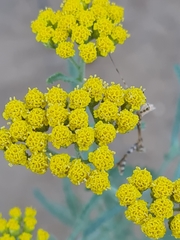 Achillea micrantha