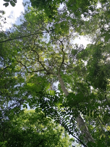 Licania arborea - Whole tree