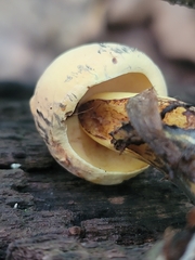 Neoboletus pseudosulphureus