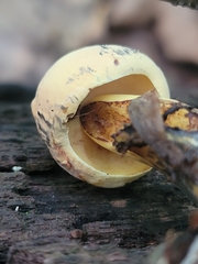 Neoboletus pseudosulphureus